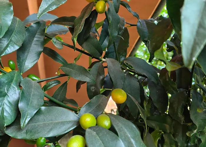 Bella Casa Con Vista Panoramica Apartment *