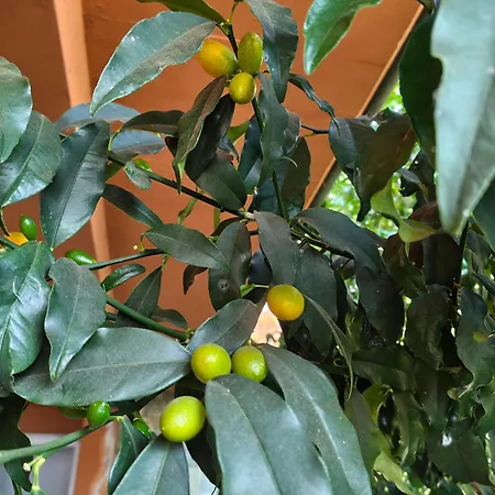 Bella Casa Con Vista Panoramica Appartamento *